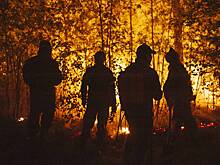 Площадь лесных пожаров в РФ за сутки увеличилась более чем в 17 раз