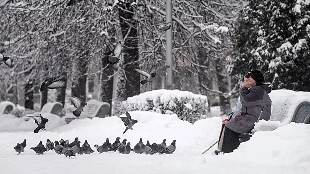 Оформление карточек для проекта «Птицы в городе» выбрали в Москве
