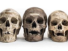 Сосчитаем косточки? На черном рынке Инстаграма появились человеческие останки