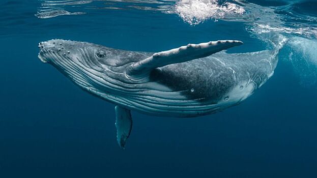Язык общения китов расшифруют с помощью искусственного интеллекта