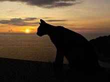 Пропавший кот преодолел 250 километров, чтобы вернуться домой из другой страны