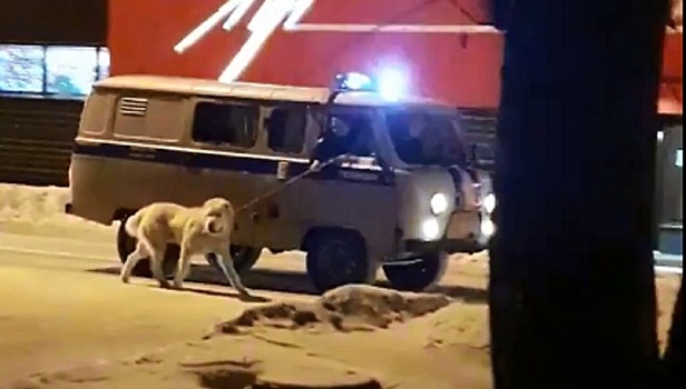Уральские полицейские выгуляли собаку из машины