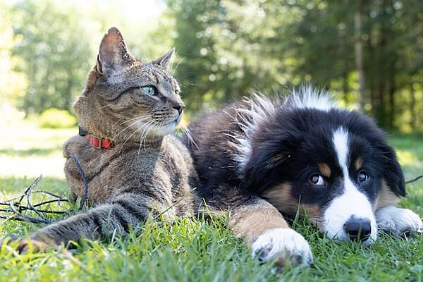 Как на самом деле кошки и собаки видят мир - Рамблер/субботний