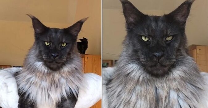 «Оборотень, а не кот»: гигантский черный мейн-кун с человеческим лицом восхитил пользователей