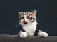 Почему люди любят кошек