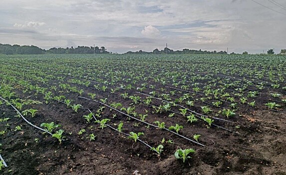 Овощевод из Знаменского округа поделился с фермерами опытом развития хозяйства