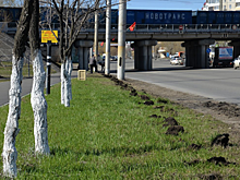 «Пусть недовольные бубнят». В Кургане полным ходом идет уборка улиц, тротуаров и скверов