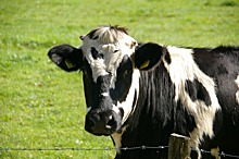 В Омской области коровы заразились туберкулёзом
