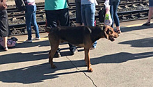 Сызранский Хатико: на железнодорожном вокзале обнаружен одинокий пес