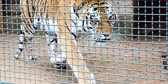 Спасенная на Дальнем Востоке тигрица пошла на поправку