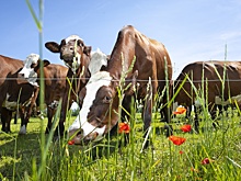 В Воронежской области выставили на продажу действующий агрокомплекс