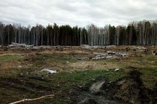 В Екатеринбурге добились временного сохранения березовой рощи в Краснолесье
