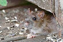 Полчища крыс в жилом доме в российском городе попали на видео