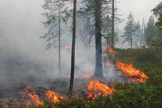Юрий Чайка отправил свердловских прокуроров на борьбу с лесными пожарами