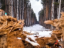 Ученые получат 4,6 млн для изучения тайги в Югре лазерным сканированием
