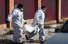 В Красноярском крае произошла вспышка африканской чумы свиней