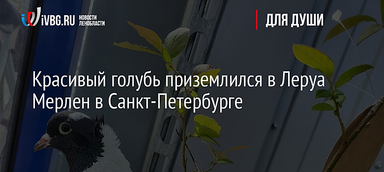 Красивый голубь приземлился в Леруа Мерлен в Санкт-Петербурге