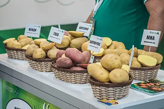 Новосибирские ученые вывели новый сорт картофеля с уникальными свойствами