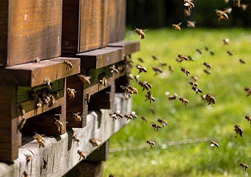 Что известно об исчезновении среднерусских пчел: при чем тут Узбекистан
