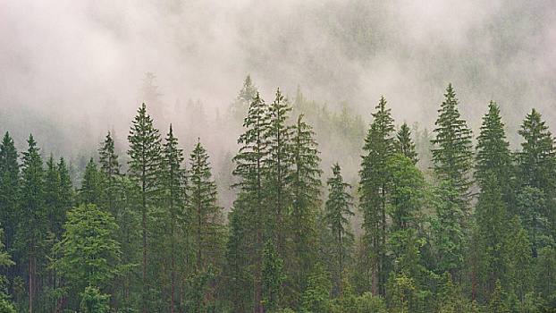 «Сохраним лес»: в России высадят 40 миллионов деревьев