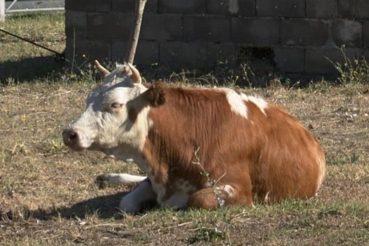 Махачкалинца оштрафовали на 22 тысячи рублей за выпас коровы в городе