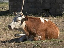 Махачкалинца оштрафовали на 22 тысячи рублей за выпас коровы в городе