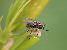 Причину нашествия мух второй год выясняют в Володарске Нижегородской области