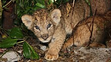 В зоопарке Удмуртии родились три львёнка