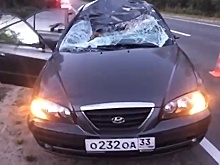 Иномарка столкнулась с лосем в Нижегородской области: двое пострадавших