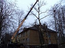 В ноябре в Архангельске убирают деревья, упавшие ещё в августе