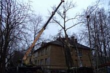 В ноябре в Архангельске убирают деревья, упавшие ещё в августе