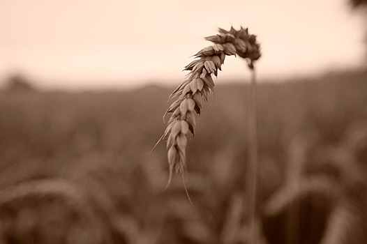 Корневые нематоды могут быть инвазивными и опасными для пшеницы: опыт Австралии