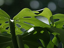 Лианозовский ПКиО проведёт дистанционное занятие по цветоводству