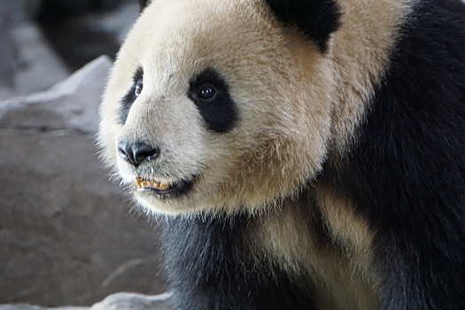 Смотрите, как панда радуется снегу в московском зоопарке