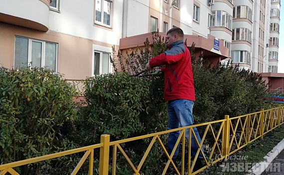 Курский волонтёр посадил в Курске 50 хвойных деревьев