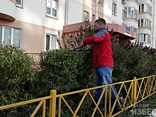 Курский волонтёр посадил в Курске 50 хвойных деревьев