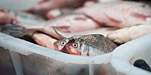 Намибия продает права на вылов рыбы ради денег на борьбу с COVID-19