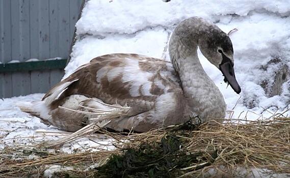 В Курской области гуси «усыновили» спасённого лебедя