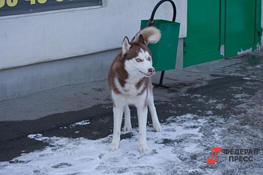 В Новосибирской области массово гибнут собаки: подробности