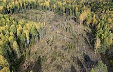 На сохранение лесов в Тюменской области в 2020 году выделили ₽364 млн