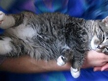 День кошек отпразднуют в местной библиотеке