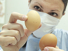 Экспертиза куриных яиц из магазинов показала шокирующие результаты