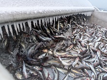 Россельхознадзор временно ограничил импорт морепродуктов из Японии
