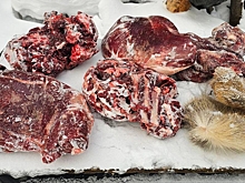 С ружьем и частями тела: в кузбасском лесу задержали мужчину