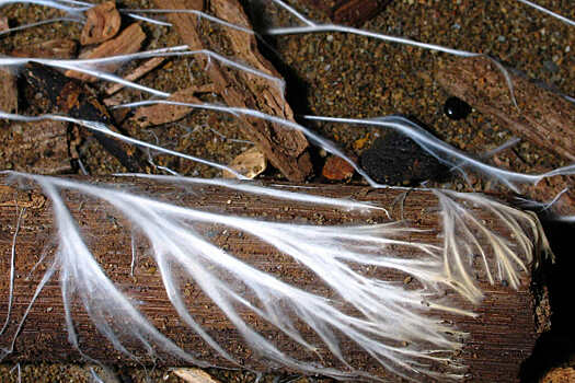 Грибы умеют определять формы предметов и подстраивают под них мицелии