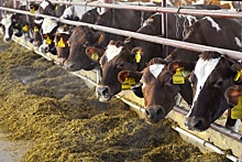 Производители молока из ПФО обеспокоены падением закупочных цен