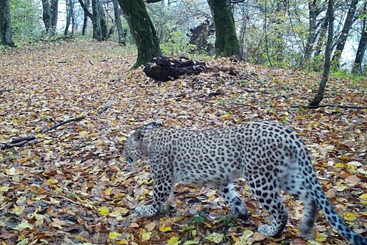 Самка переднеазиатского леопарда Хоста обустроилась на зимовку в лесах Кабардино-Балкарии
