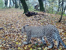 Самка переднеазиатского леопарда Хоста обустроилась на зимовку в лесах Кабардино-Балкарии