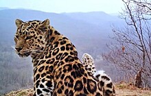 Любовные письма леопардов изумили биологов