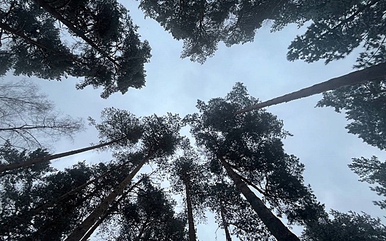 Не выходить: рязанских сердечников и астматиков предупредили об опасной погоде